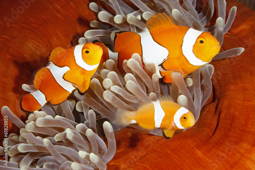 Print op canvas Clownfish Family