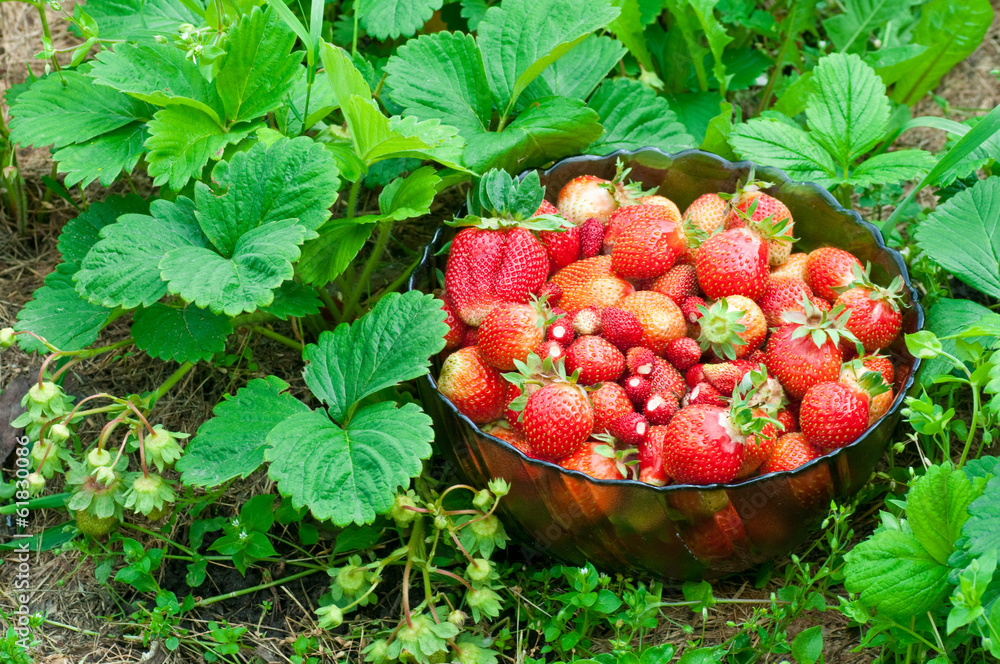 Full bowl of strawberries Full bowl of strawberries