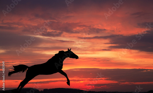 Silhouette of a horse in a jump against sky on a sunset