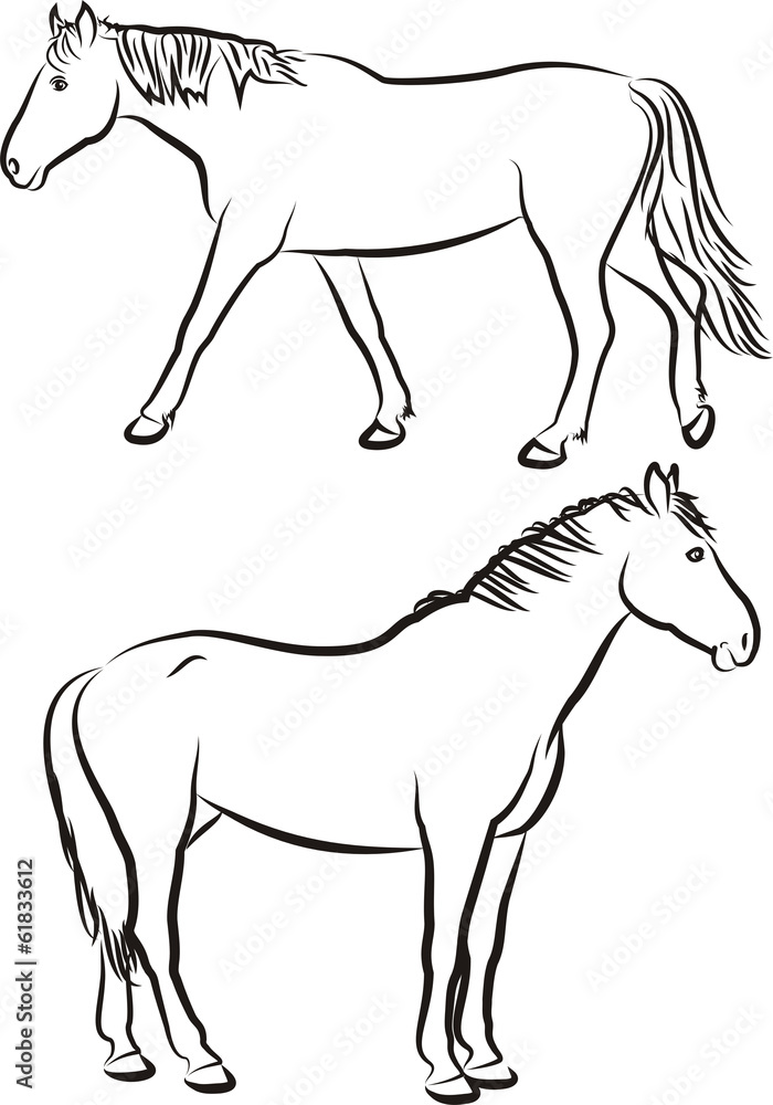 Obraz premium horses - outlines