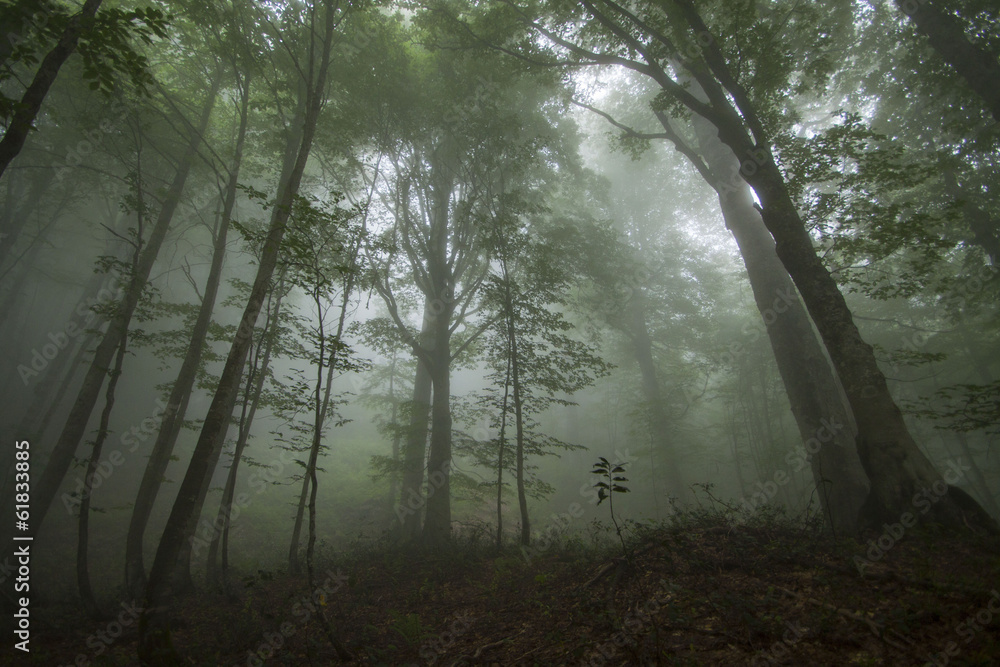 Naklejka premium Dense fog in the beechen wood