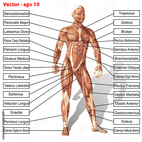 Vector human man anatomy with muscles text