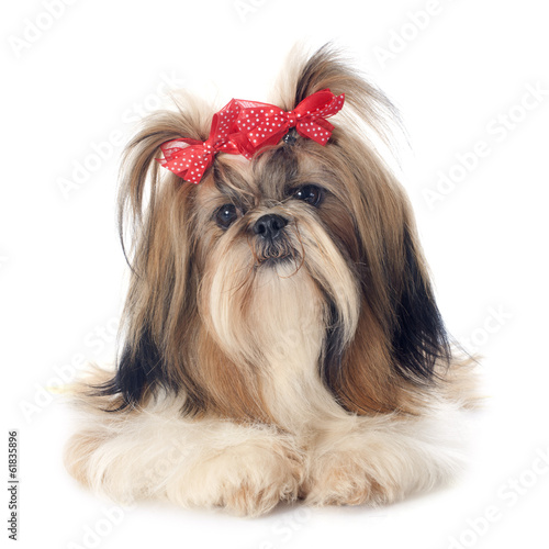 Fototapeta Naklejka Na Ścianę i Meble -  Shih Tzu