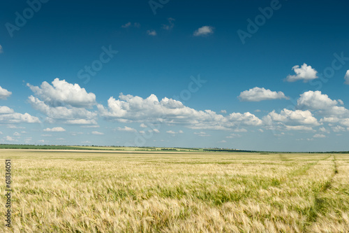 wheat field and blue sky spring landscape