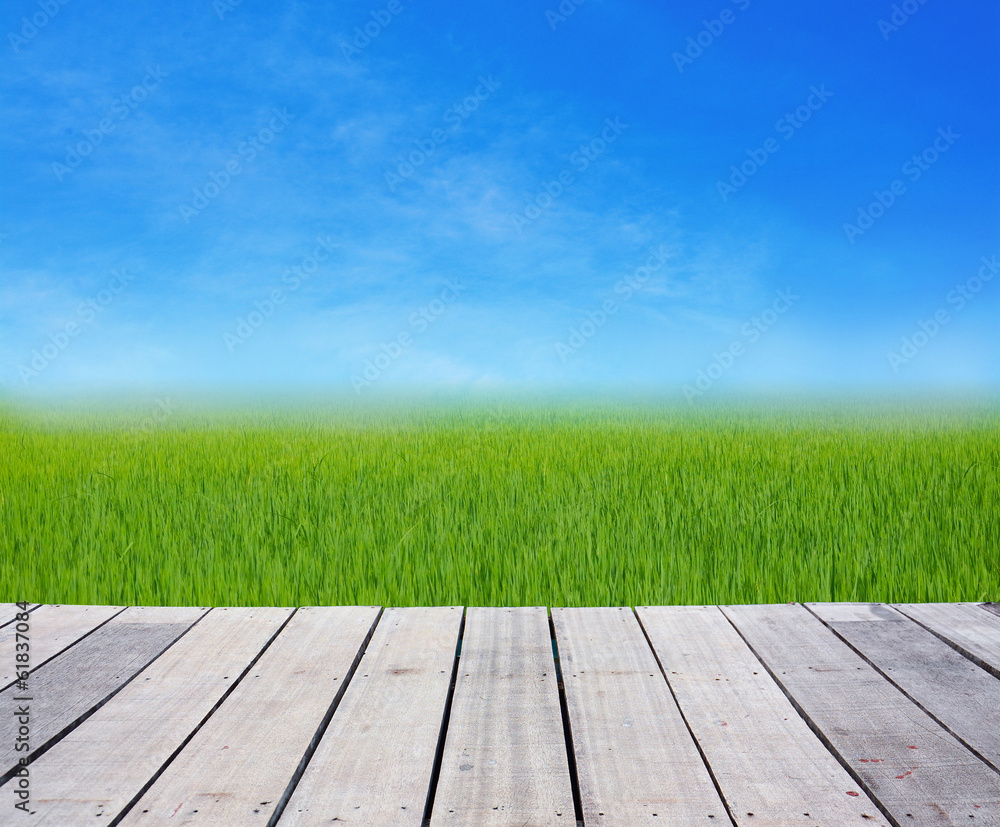 wood terrace with rice field green grass on blue sky
