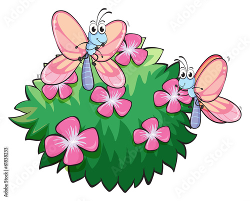 Two butterflies near the plant with pink flowers