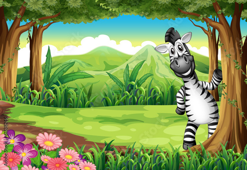 A zebra playing at the forest