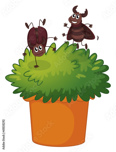 A plant with two playful cockroaches