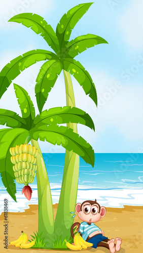A monkey at the beach with a full stomach