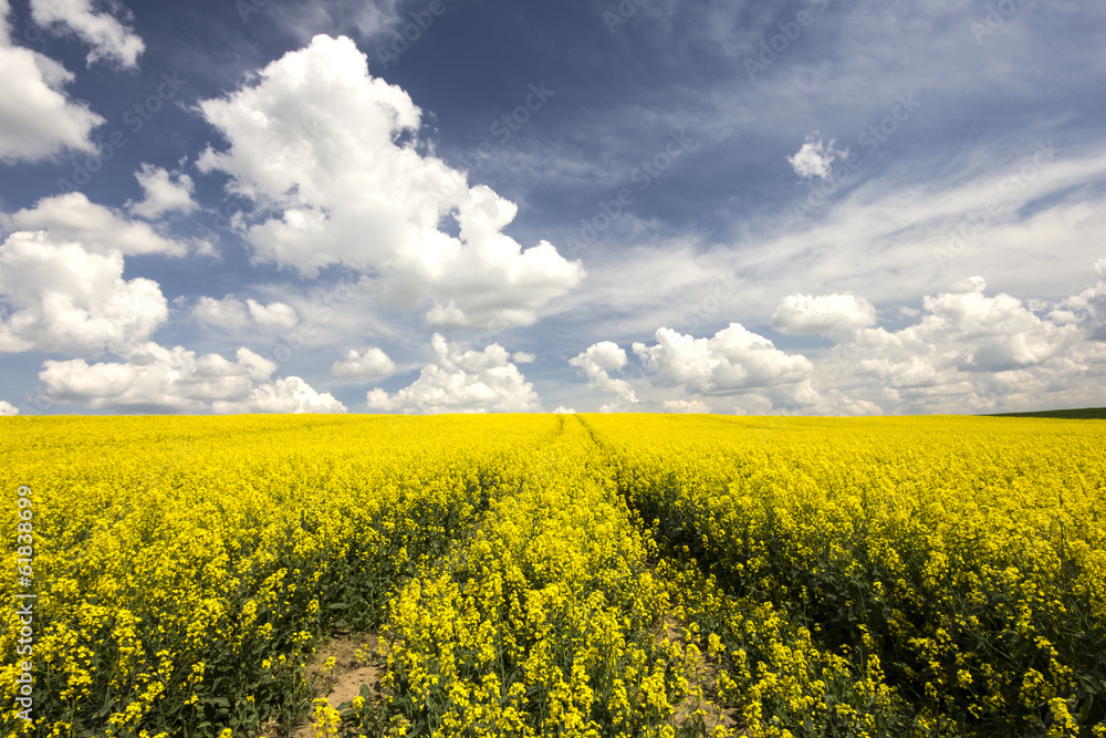 Rape field