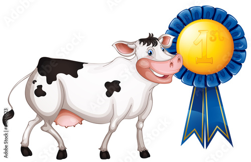 A cow with a first prize ribbon