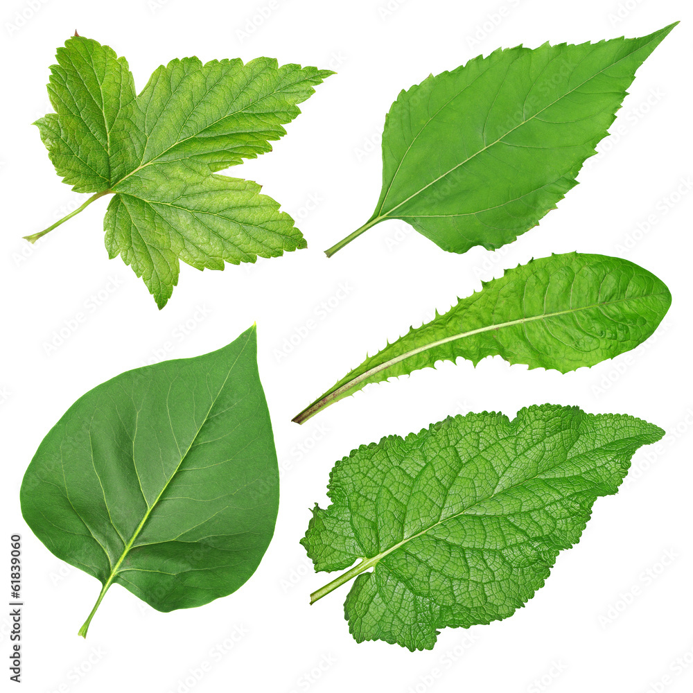 Set of green leaves Set of green leaves
