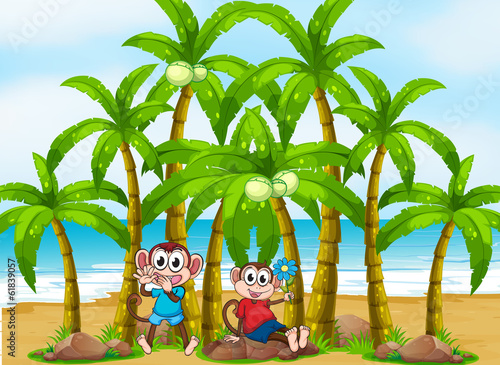 Two monkeys at the beach near the coconut trees
