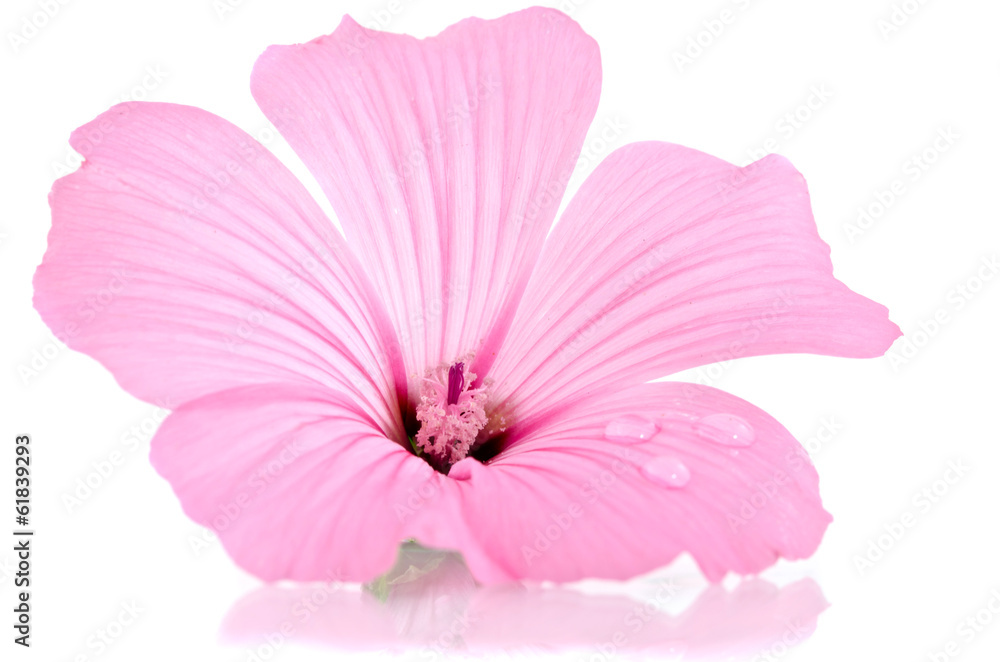 Fototapeta premium Pink malva. Mallows