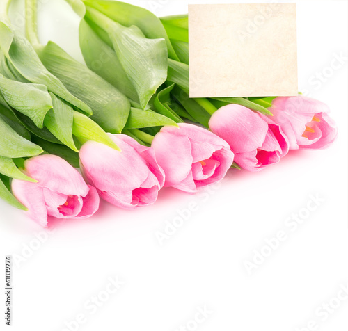 Tulip flowers isolated on white in a row