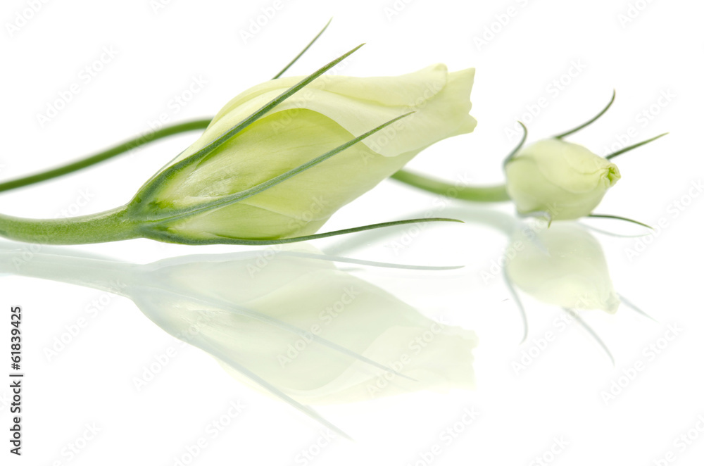 Eustoma flower Eustoma flower