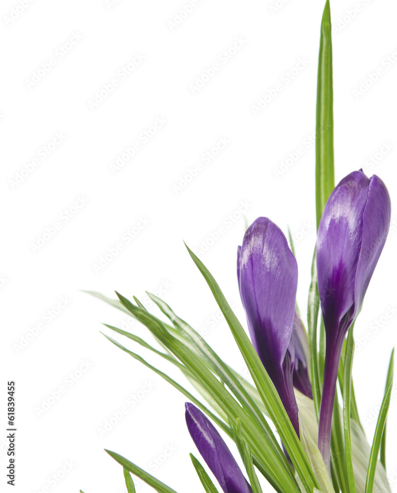 Beautiful violet crocus isolated on white Beautiful violet crocus isolated on white
