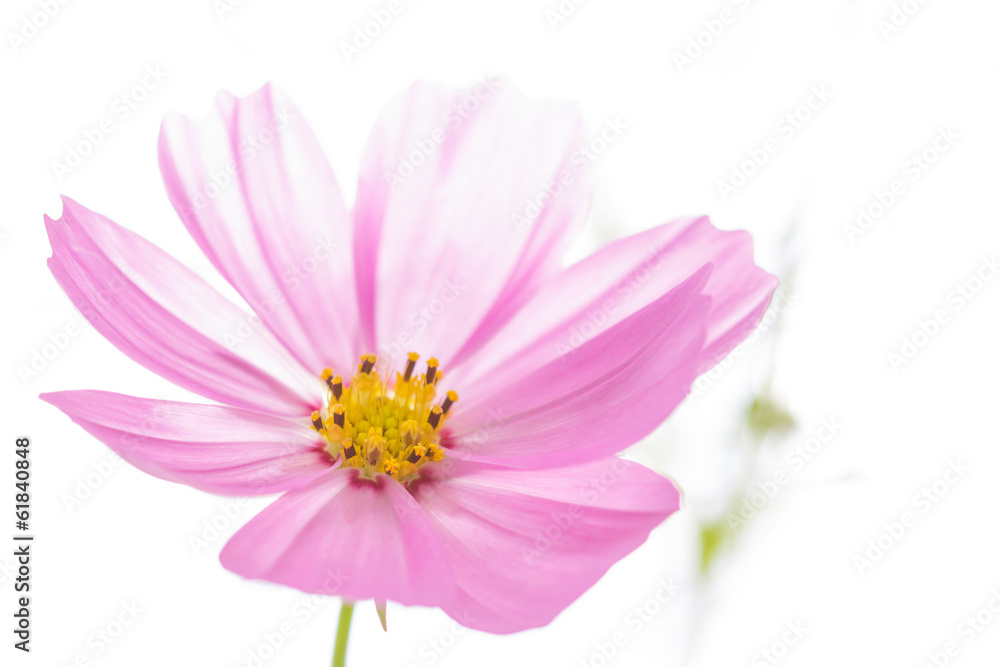 closeup cosmos flower on background