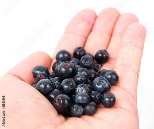 Blueberries in hand isolated on white background