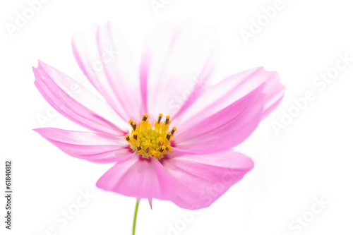 closeup cosmos flower on background