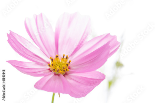 closeup cosmos flower on background