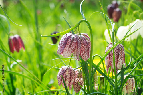 Snake's head fritillary flower photo