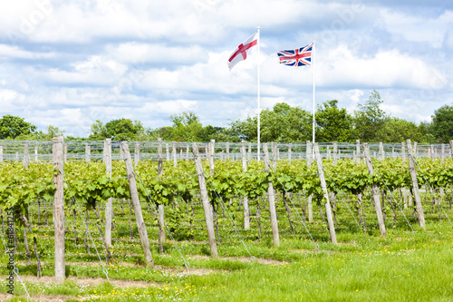 vineyar near Lamberhurst, Kent, England photo