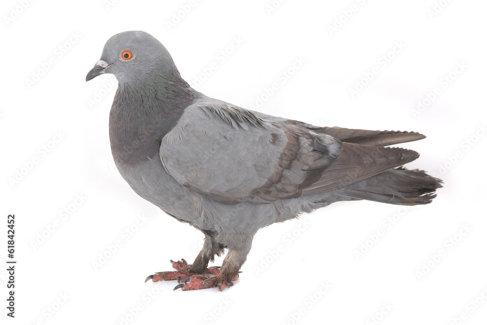 Naklejka premium dove