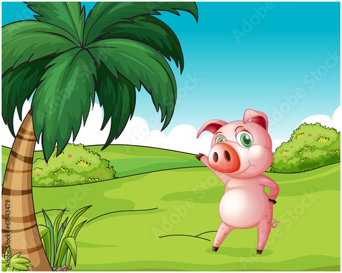 A pig near the coconut tree
