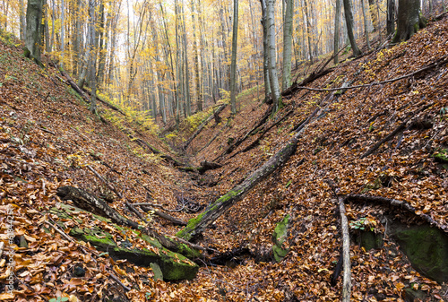 forest in autumn, Slovakia