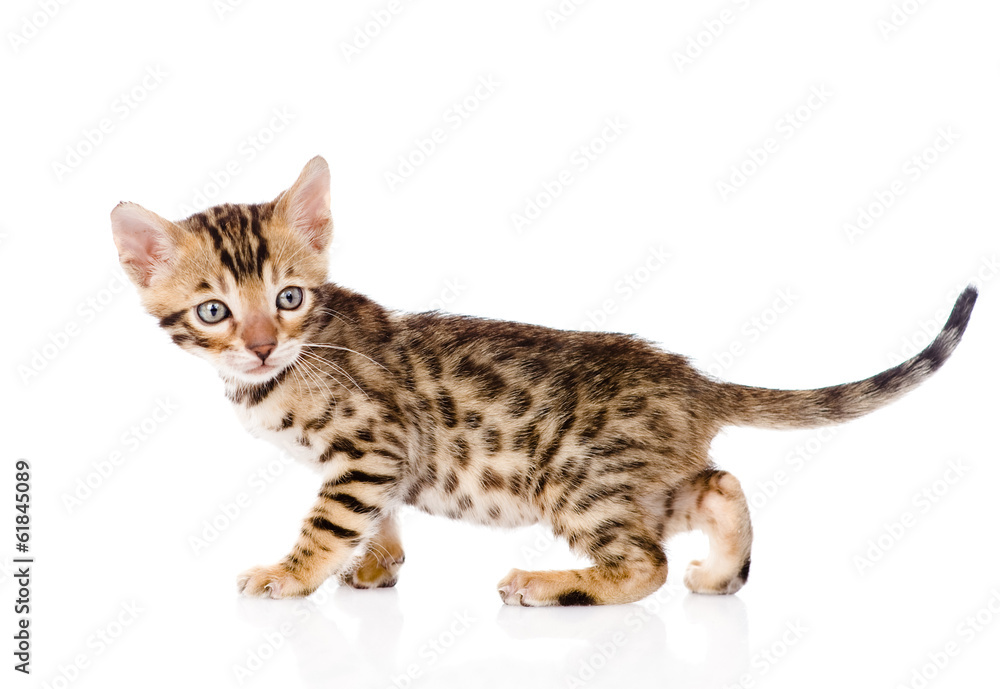 purebred bengal kitten looking away. isolated on white 