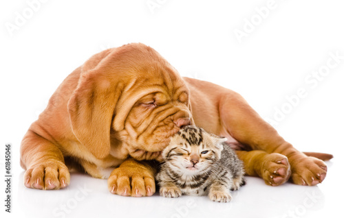Bordeaux puppy dog kisses bengal kitten. isolated on white  #61845046