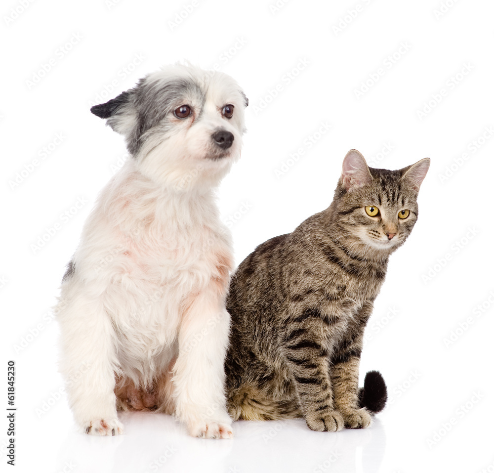 Obraz premium cat and dog sitting together. isolated on white background