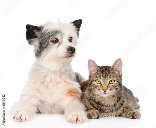 cat and dog together. isolated on white background © Ermolaev Alexandr