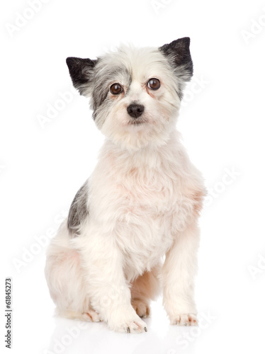 Photo mixed breed dog looking at camera. isolated on white background