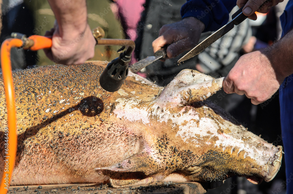 Obraz premium matanza de cerdo