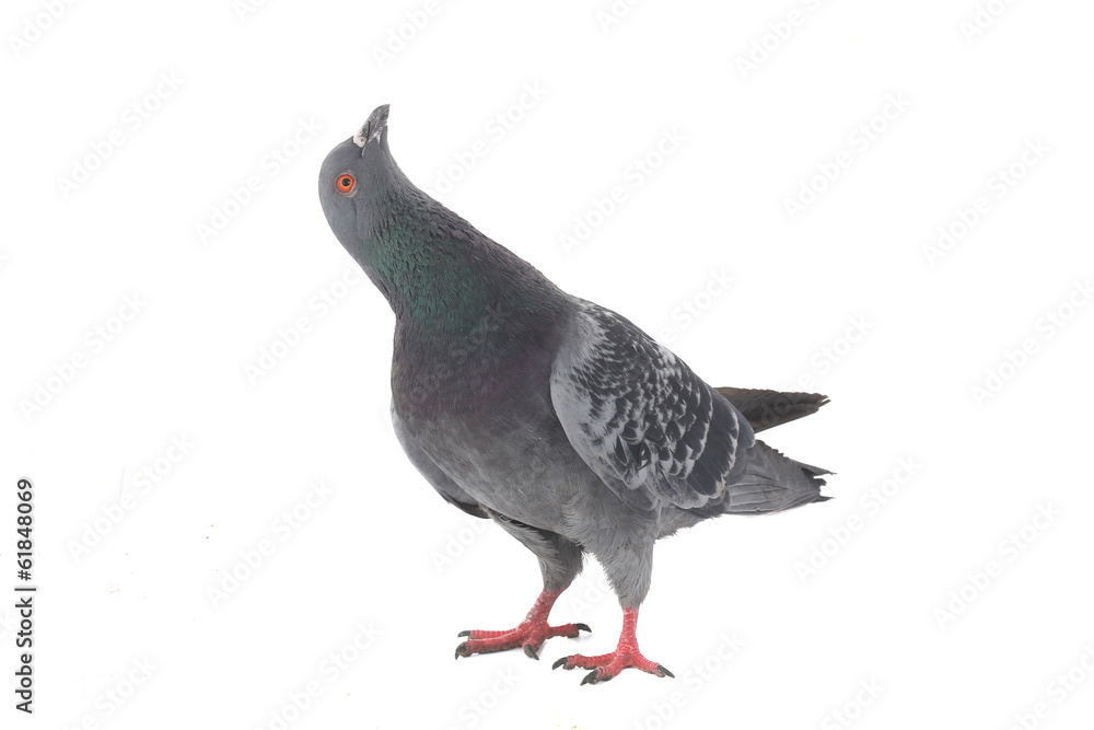 Naklejka premium dove