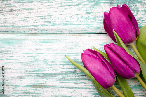Fototapeta Naklejka Na Ścianę i Meble -  Tulip.