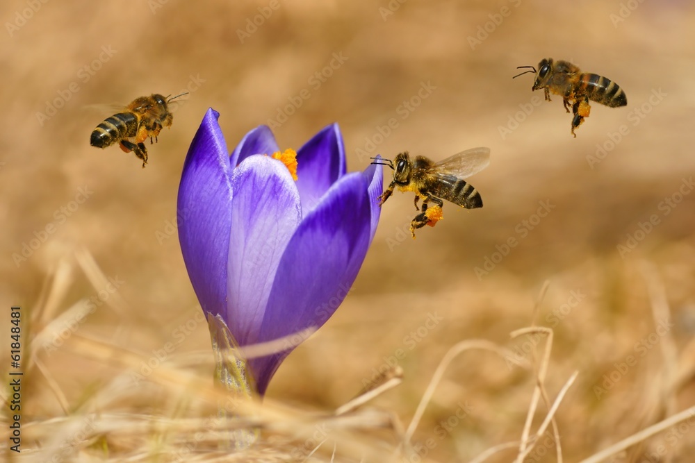 Honeybees (Apis mellifera), bees flying over the crocuses - obrazy, fototapety, plakaty 