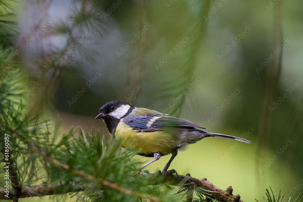 Obraz premium Great Tit