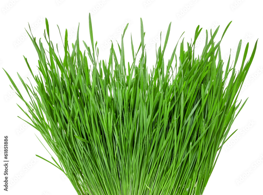 Obraz premium green wheat