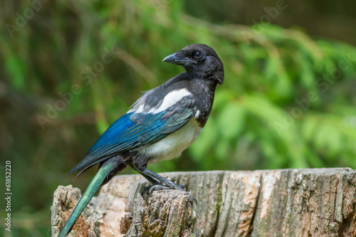 Bild auf Leinwand Magpie