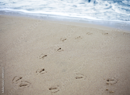 Bird tracks in sand of a beach.