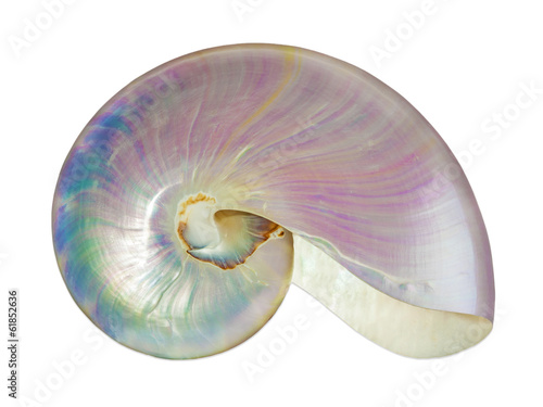 Фотография Pearl shell of a nautilus.