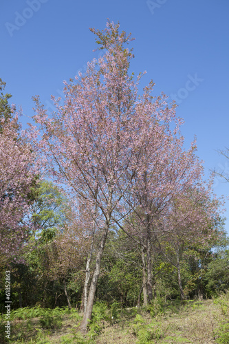 Cherry blossom trees © vorasak