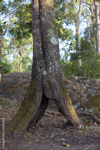 tree hollow