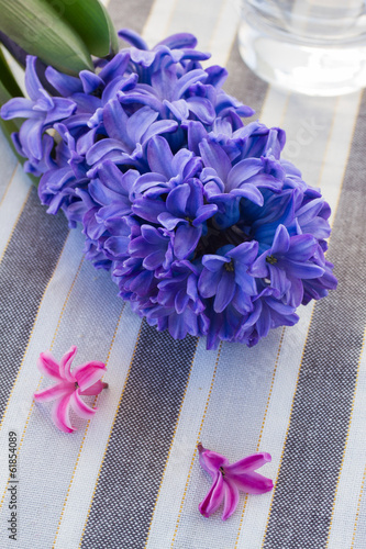 hyacinth flowers close up