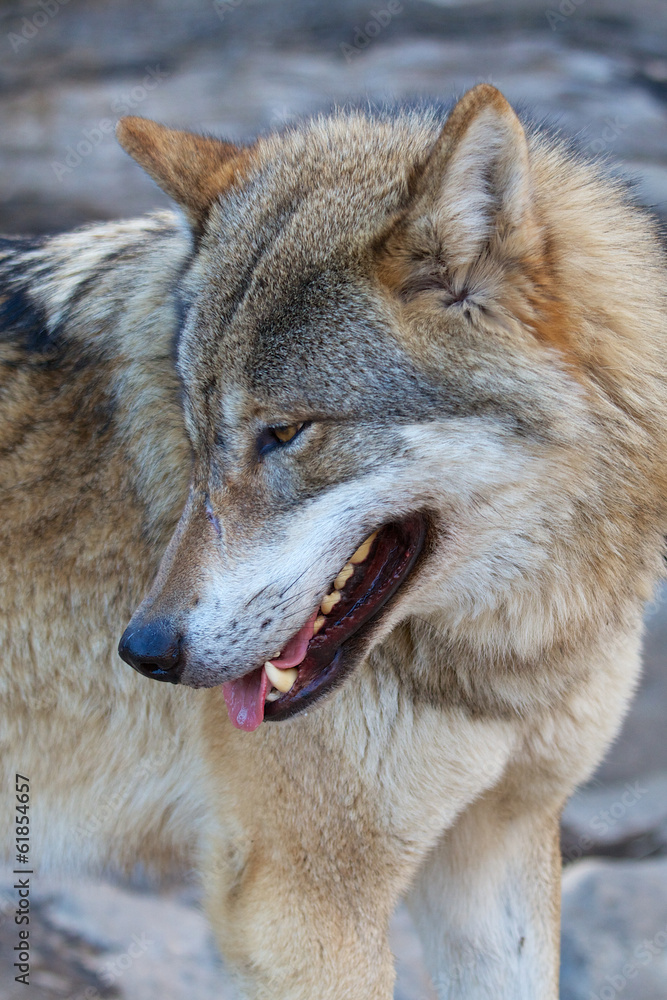 Obraz premium Grey Wolf - Canis Lupus