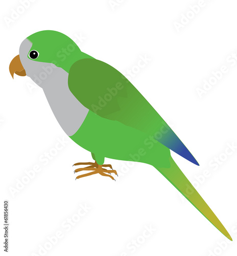 Fototapeta An illustration of a quaker parrot