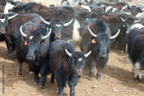 Wallpaper Mural Yak pastures of Mongolia Torontodigital.ca